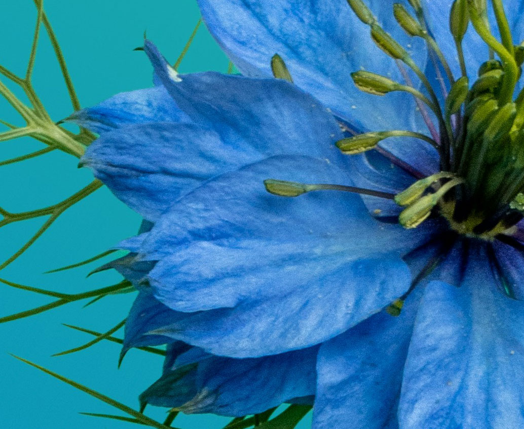 blaue Blumen